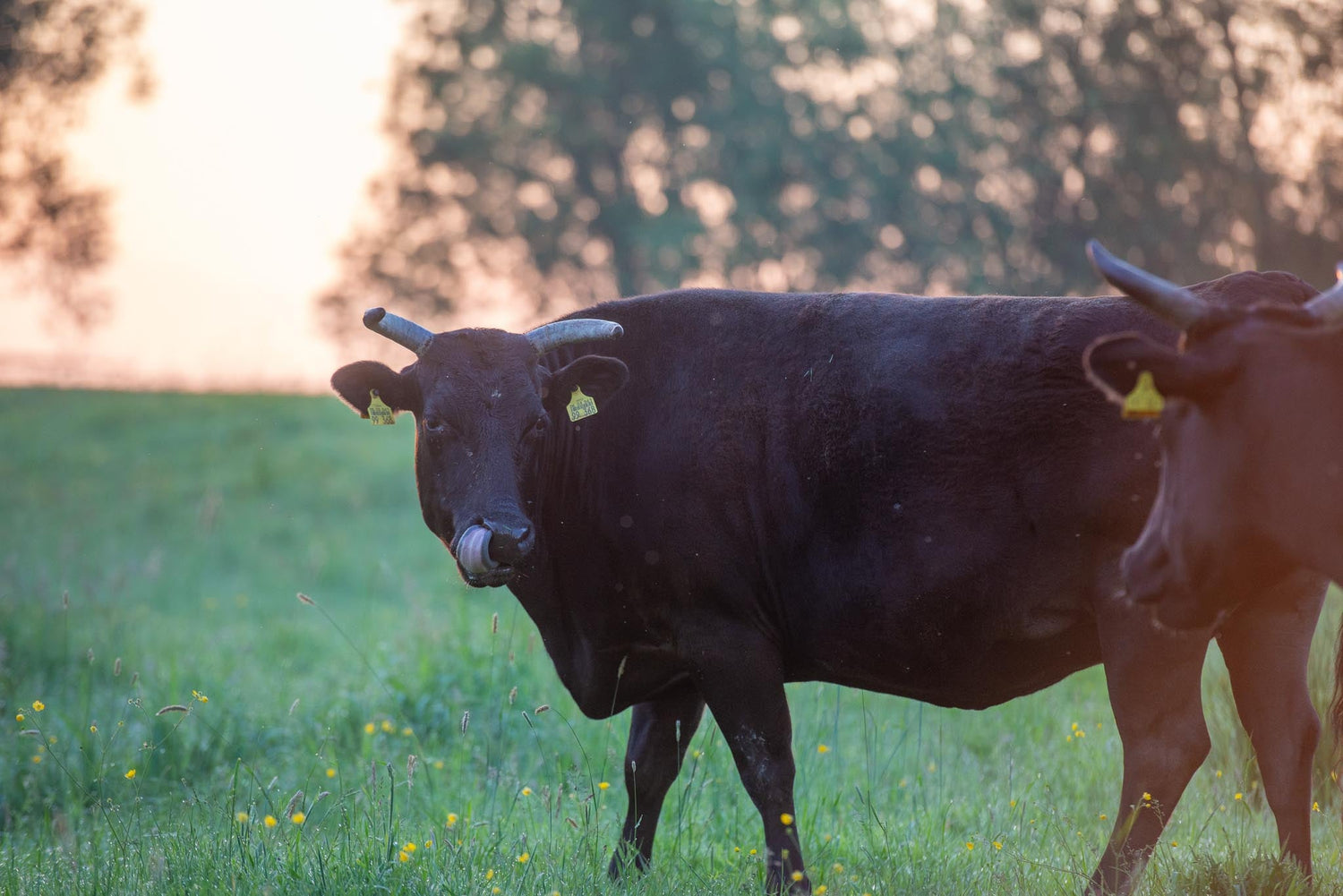 Was ist ein Wagyu Rind?