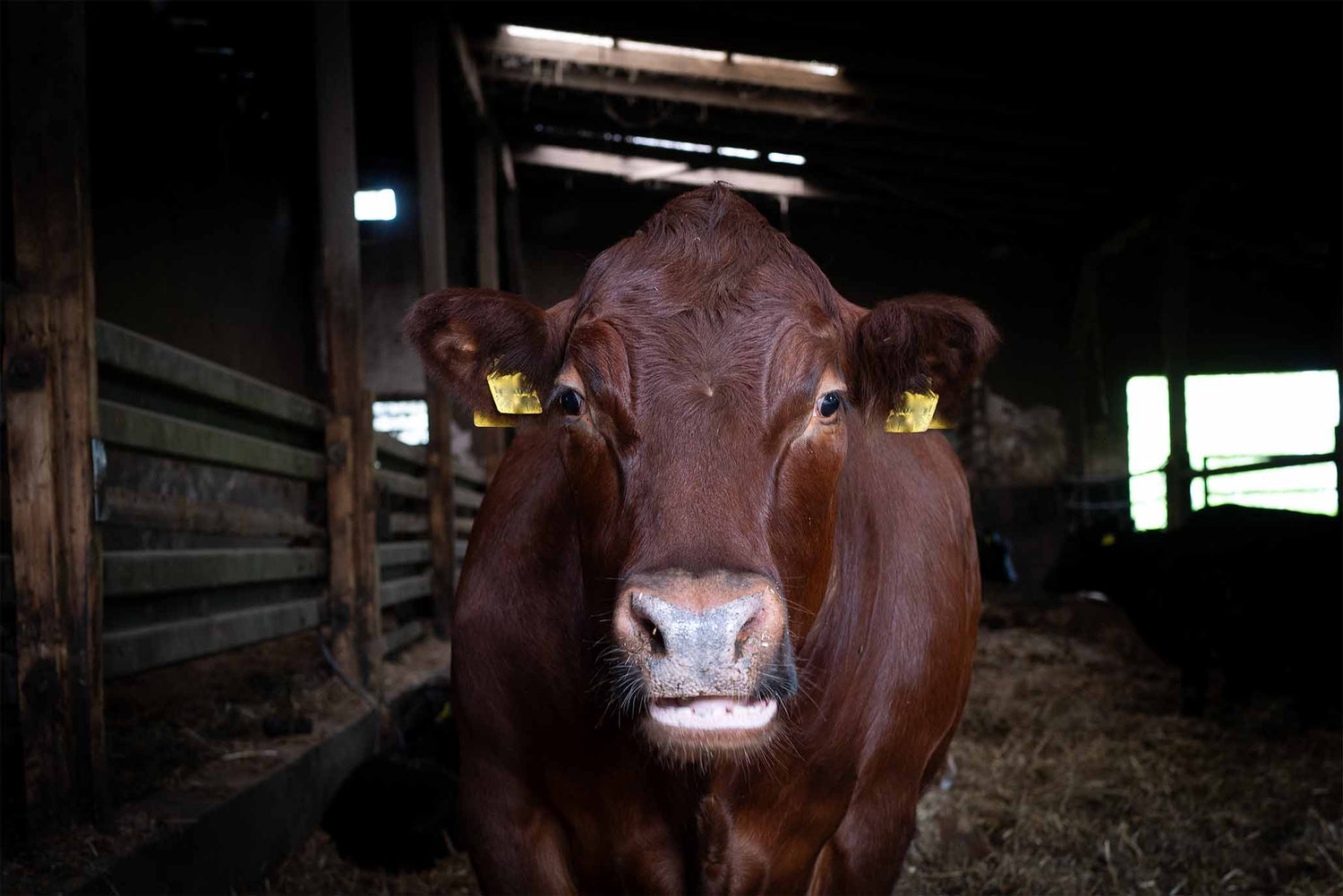 Was sind Kobangus-Rinder?