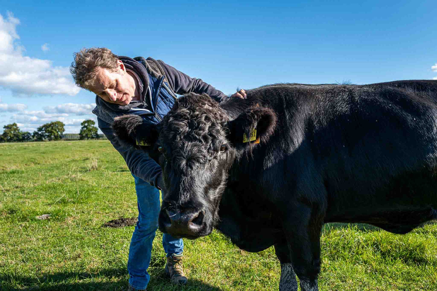 Was sind Welsh Black Rinder?