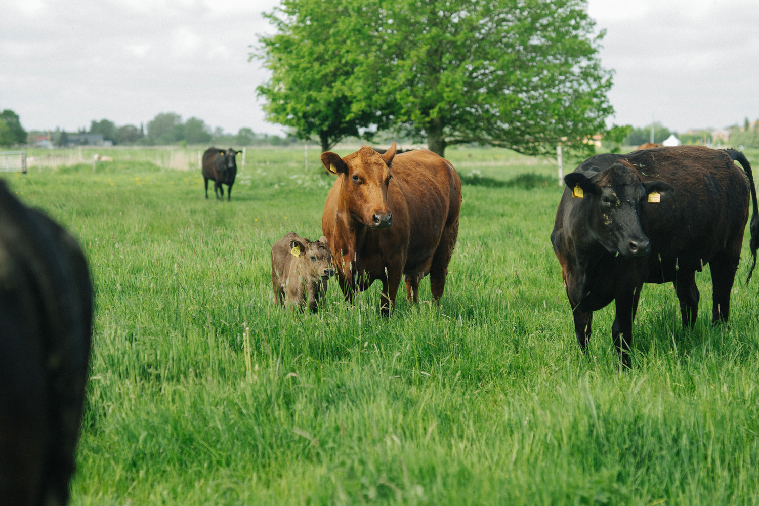 Mutterkuh mit Kalb auf den Wiesen der Krautsand Farm. So sieht eine glückliche Kindheit aus!