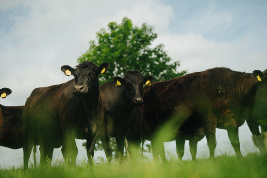 Mehrere Kobangus Rinder auf der Krautsand Farm in Norddeutschland