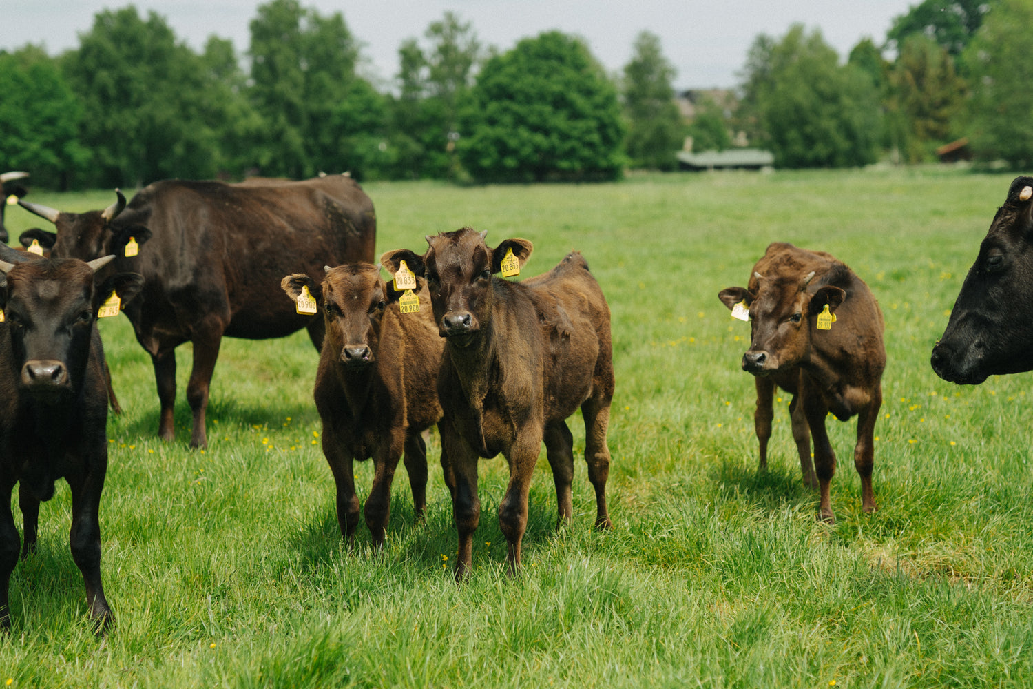 Kälber auf den grünen Wiesen der Krautsand Farm