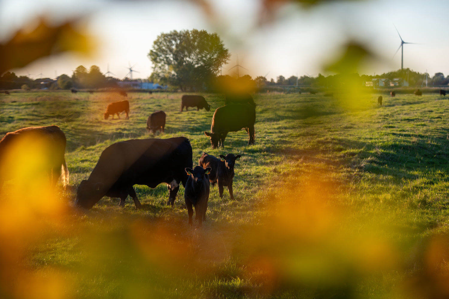 Bio Fleisch kaufen Hamburg Stade