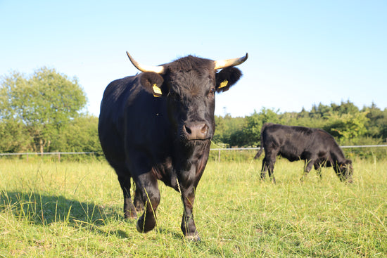 Ein Welsh Black Rind mit Hörnern auf den grünen Wiesen der Krautsand Farm in Norddeutschland