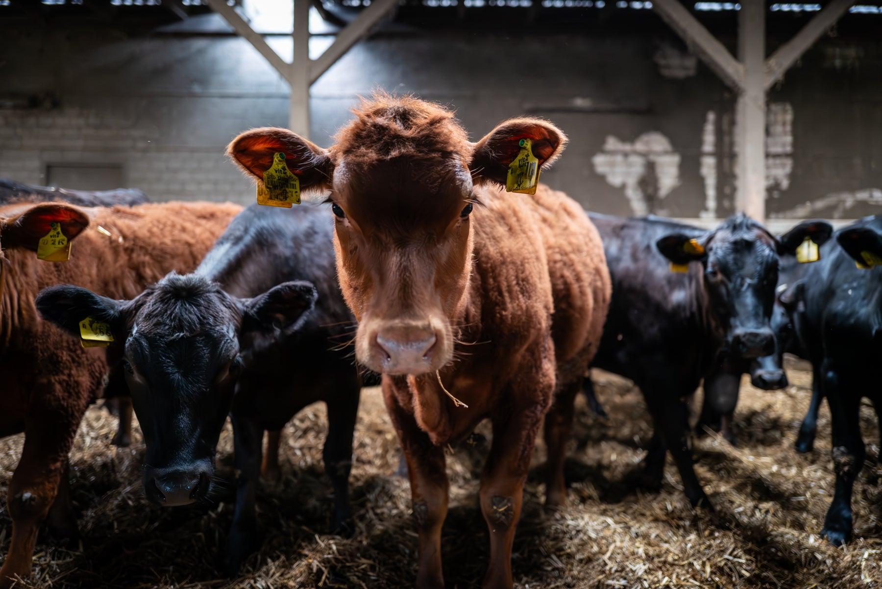 Nachhaltiger Metzger