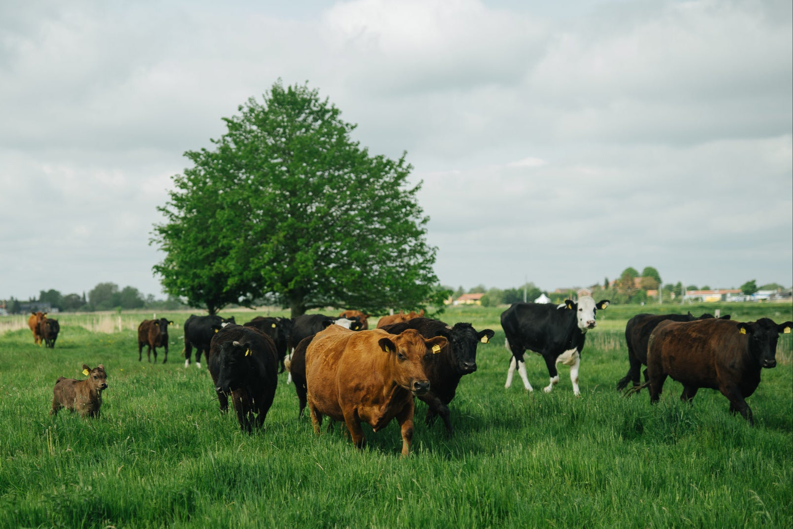 Nachhaltiges Bio Fleisch