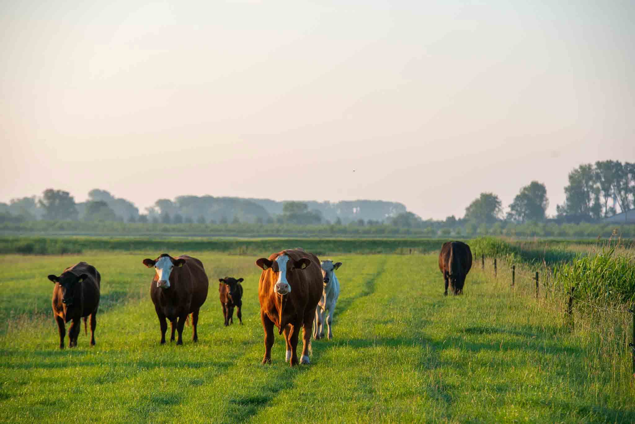 Nachhaltiges Fleisch kaufen Krautsand
