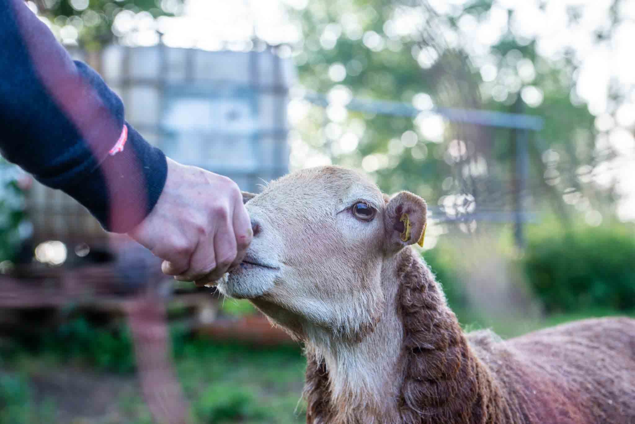 Schafe Krautsandfarm