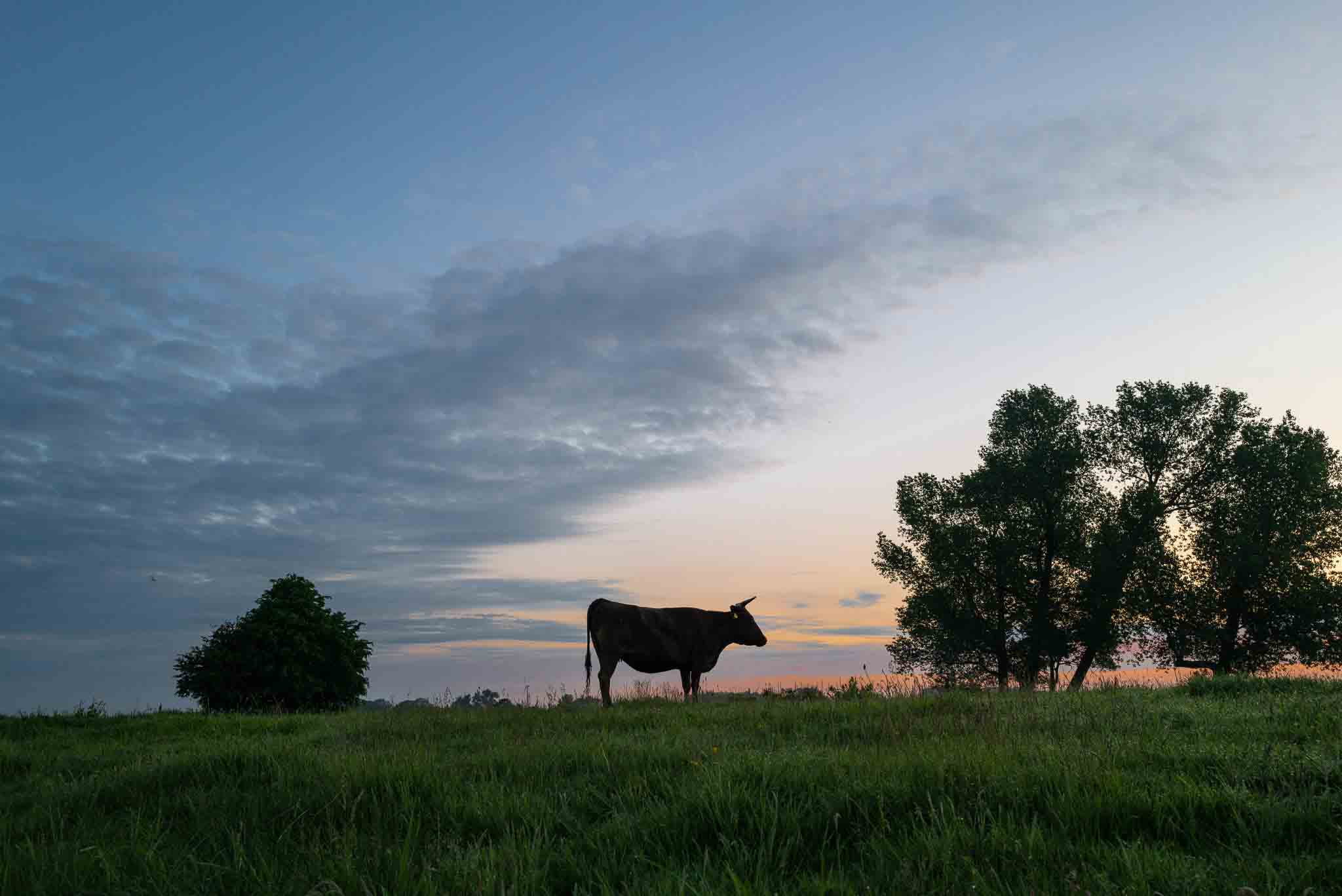 Nachhaltiges Fleisch kaufen