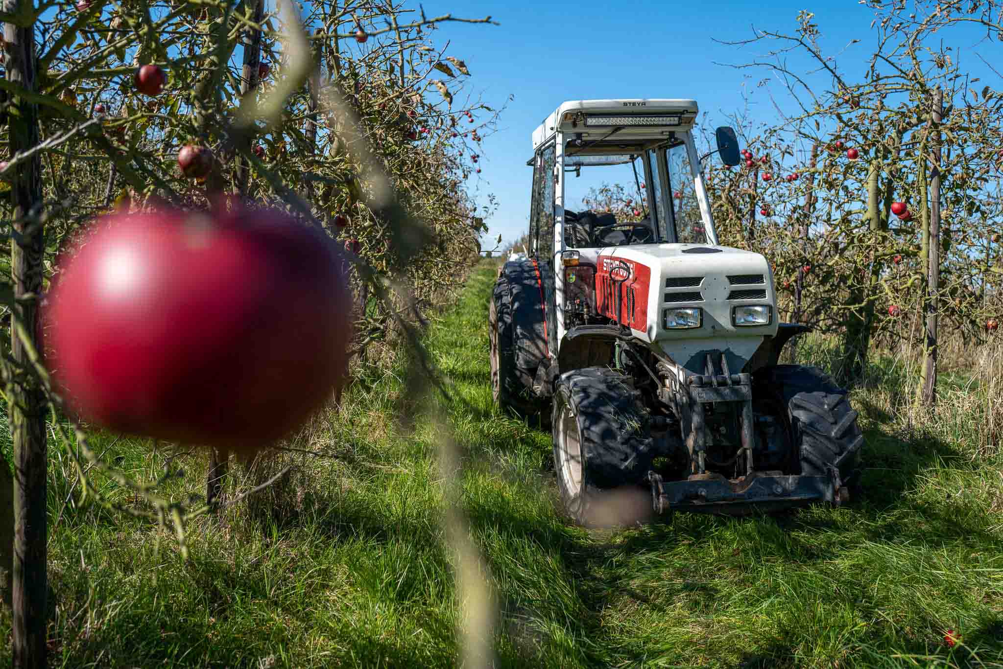 Obstplantage Krautsandfarm