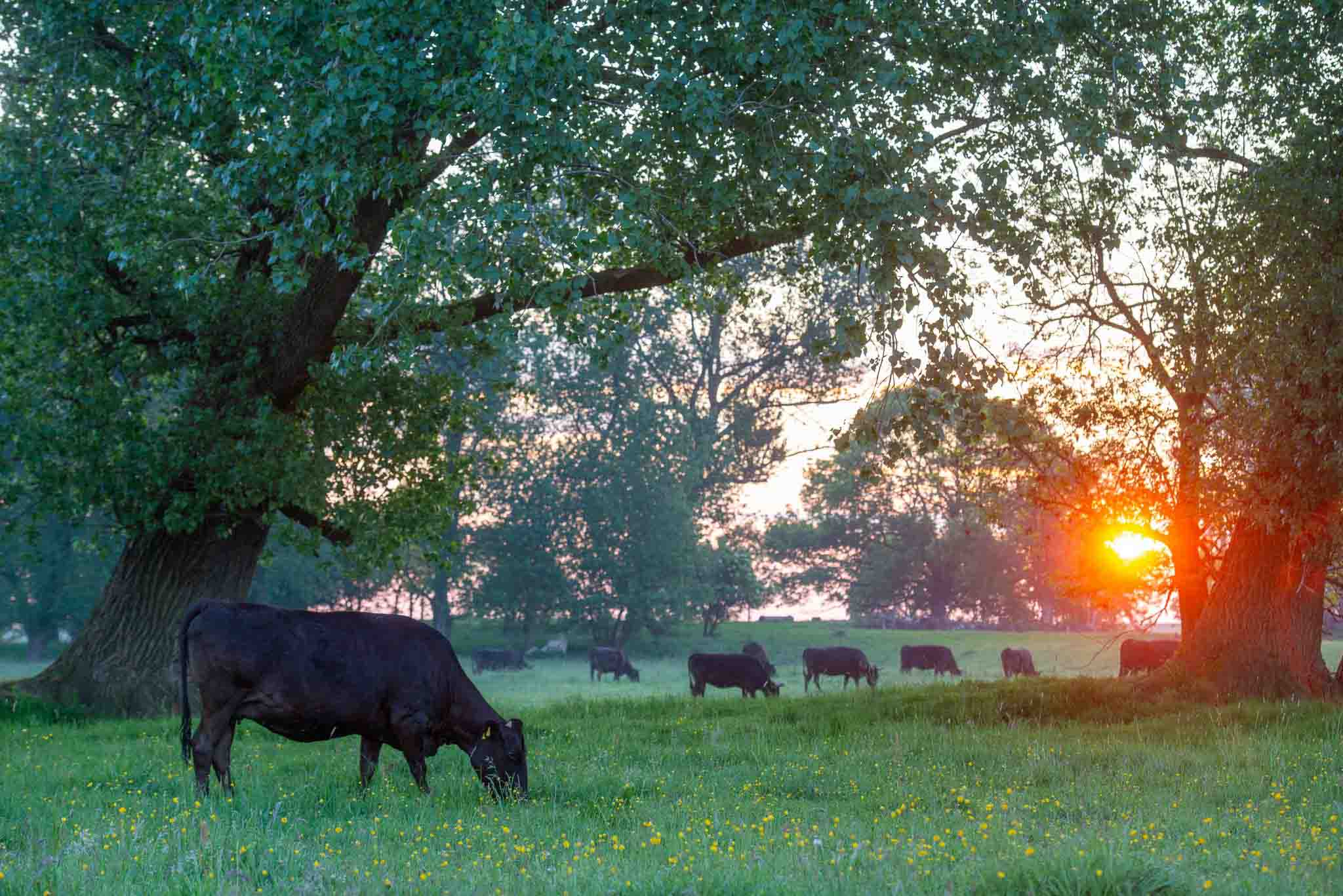 Nachhaltiges Fleisch kaufen