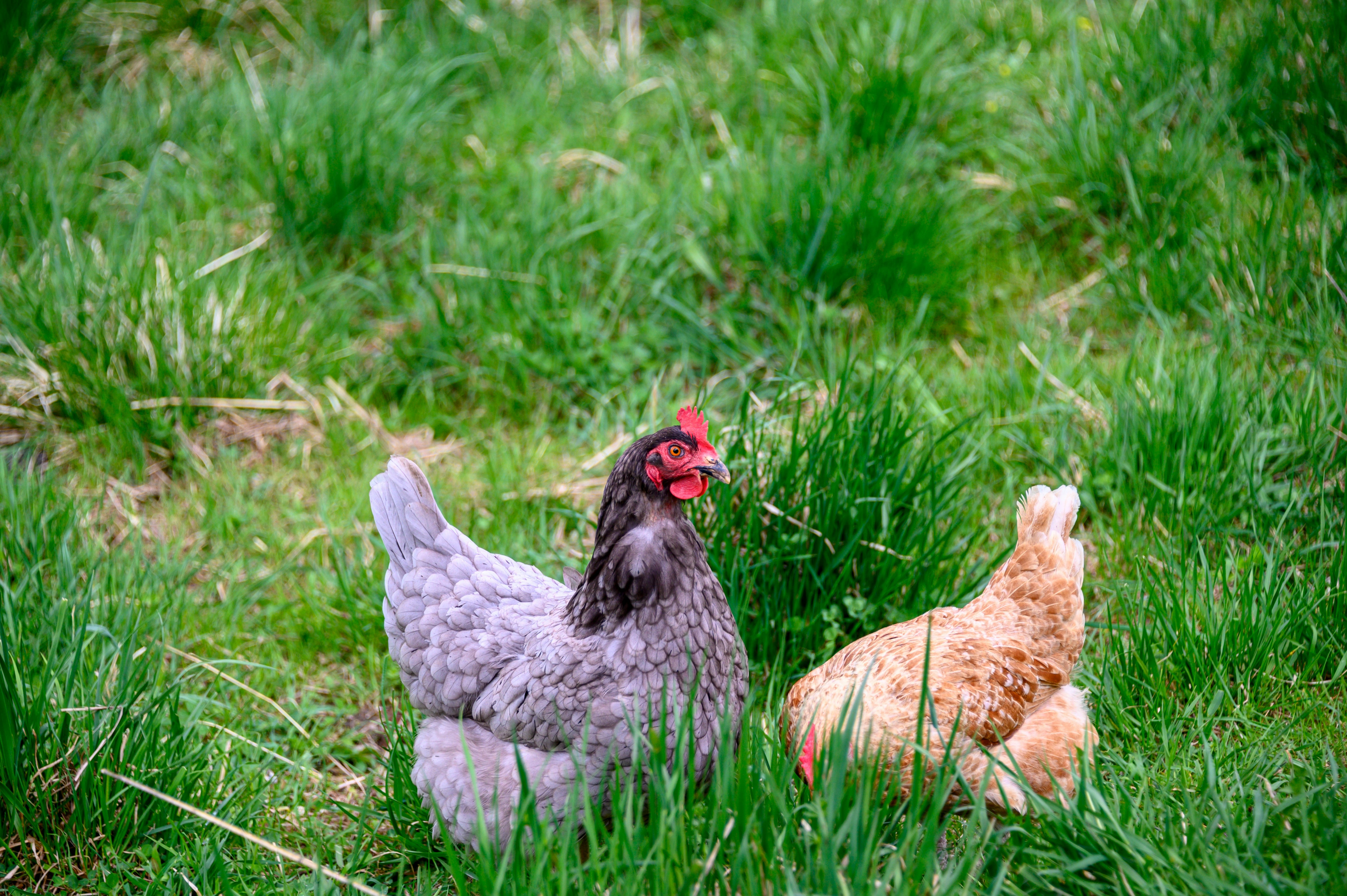 Biohof Krautsandfarm