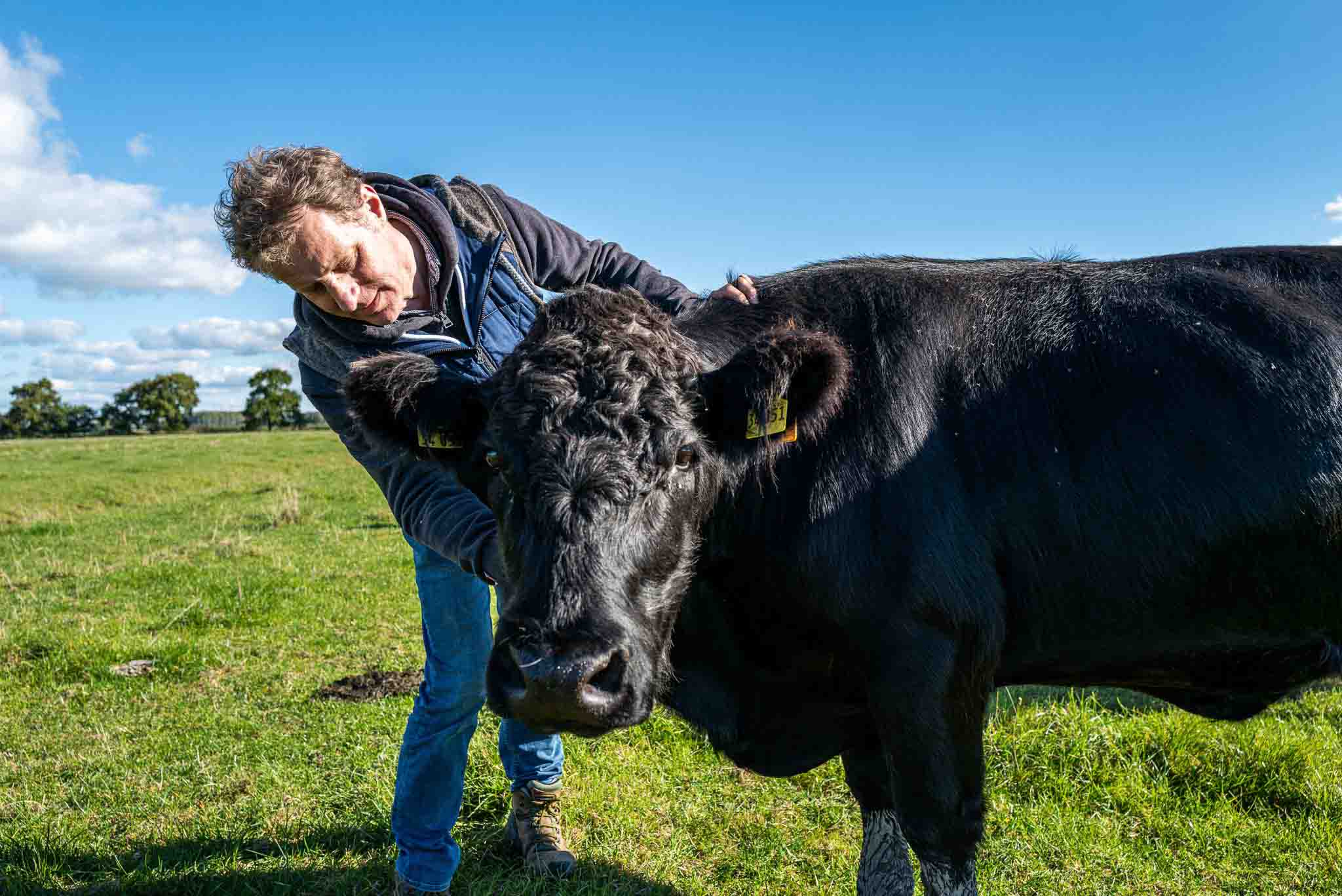 Was sind Welsh Black Rinder?