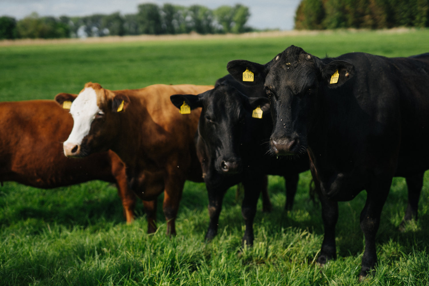 Nachhaltige Rinderzucht auf der Krautsand Farm