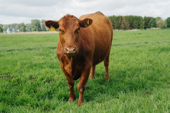 Angus Rind auf der Krautsand Farm