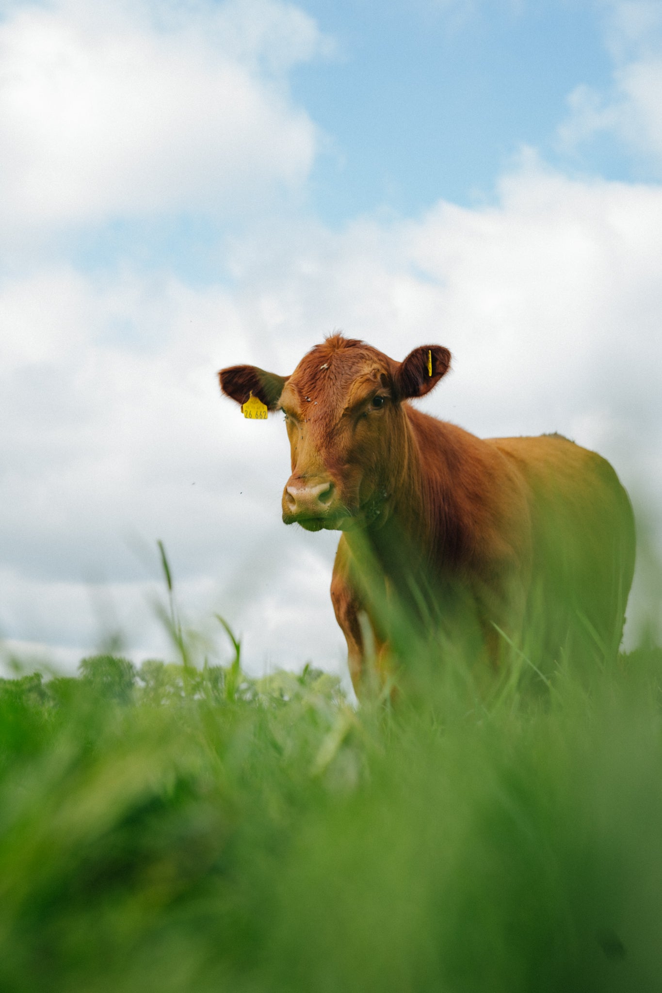 Ein Angus Rind auf den Wiesen der Krautsand Farm