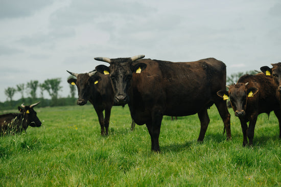 Schöne Wagyu Rinder aus Norddeutschland auf der Krautsand Farm
