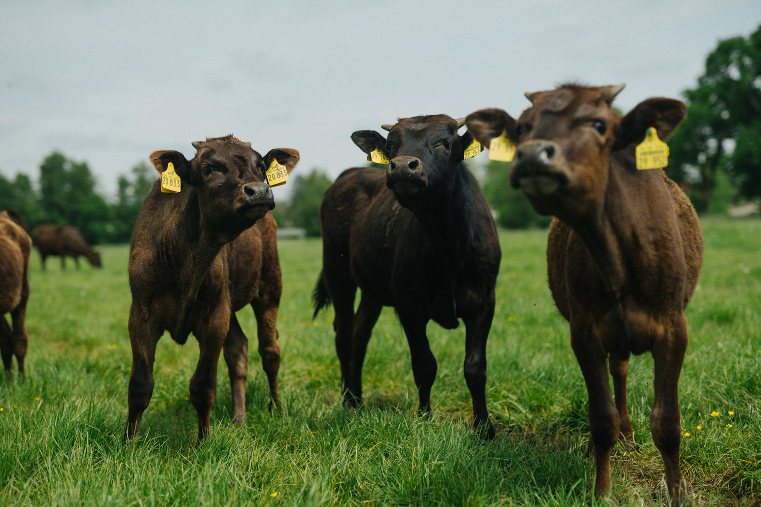 Drei Kälber auf den grünen Wiesen der Krautsand Farm, welche die Natur und die Freiheit genießen