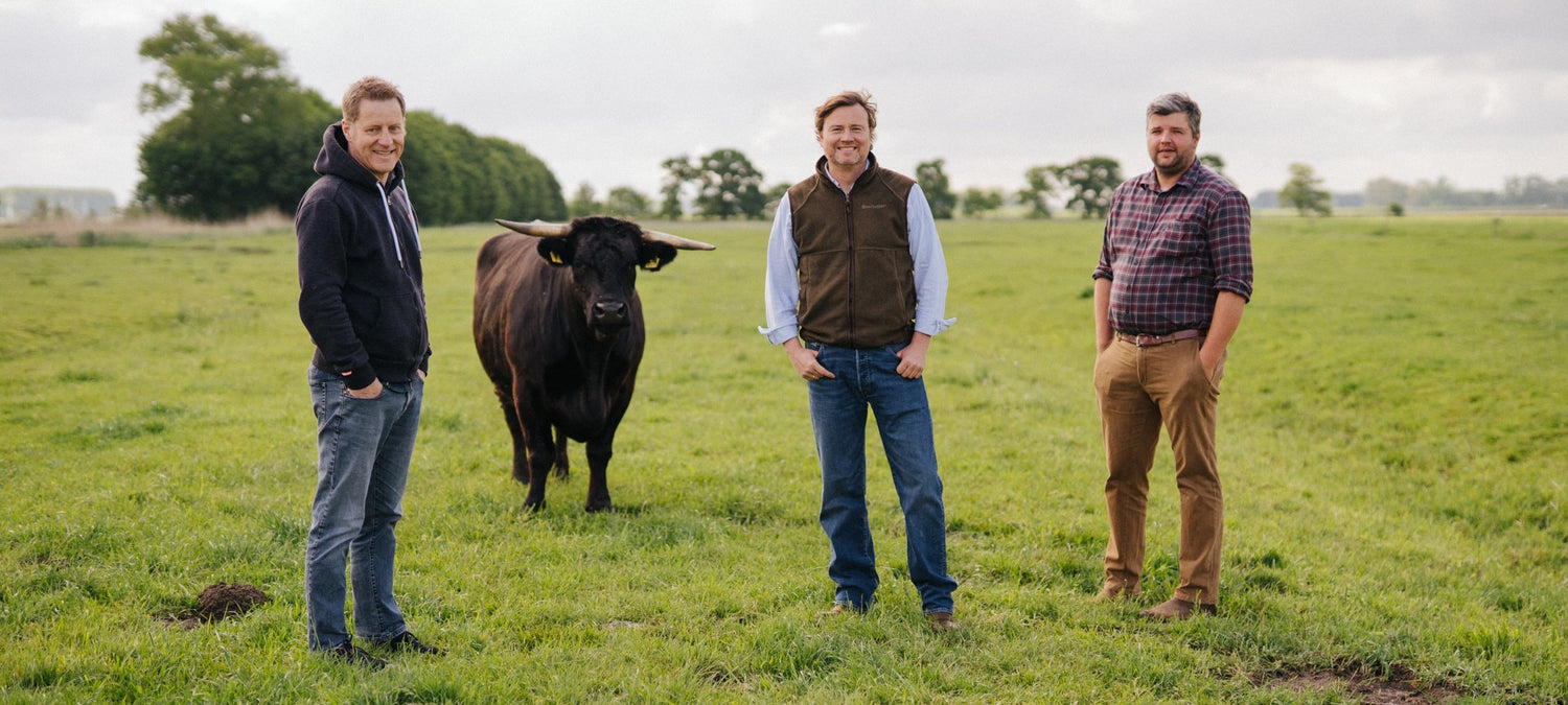 Folkert Koopmans, Sebastian Fietze und Andreas Winter mit einem Rind auf der Krautsand Farm